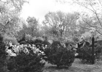 Abram's Delight, Stewart Bell,